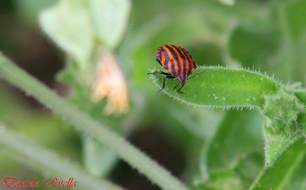 Pentatomidae: Graphosoma lineatum italicum del Molise (IS)